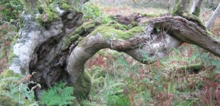 Awakening the Green Man-UK